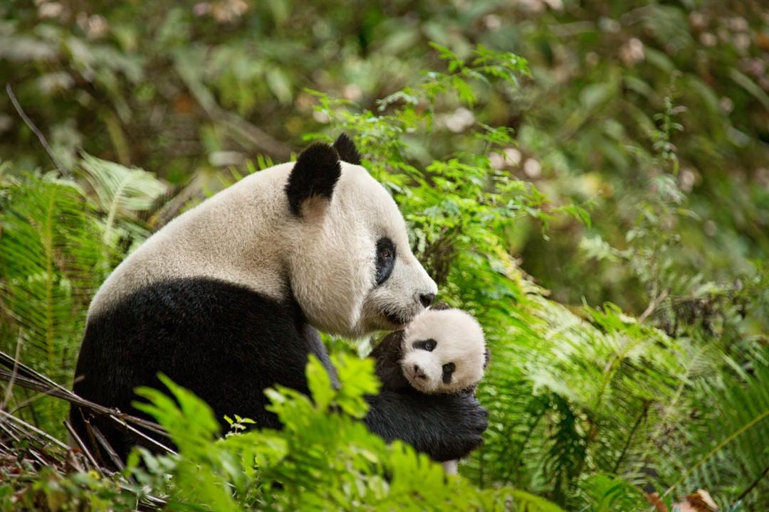 Nacidos en China : Foto