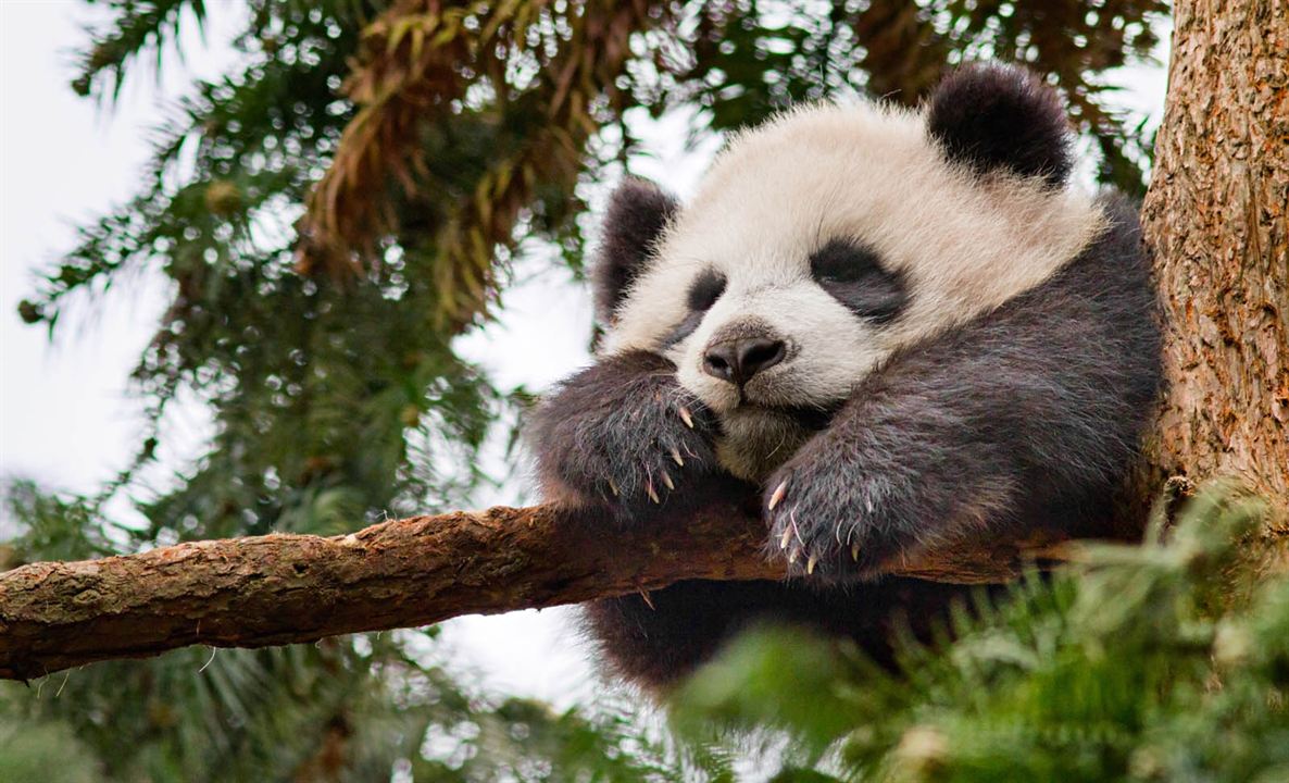 Nacidos en China : Foto