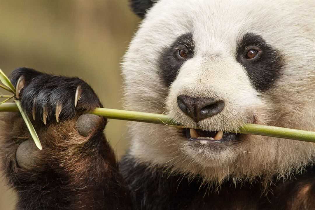 Nacidos en China : Foto