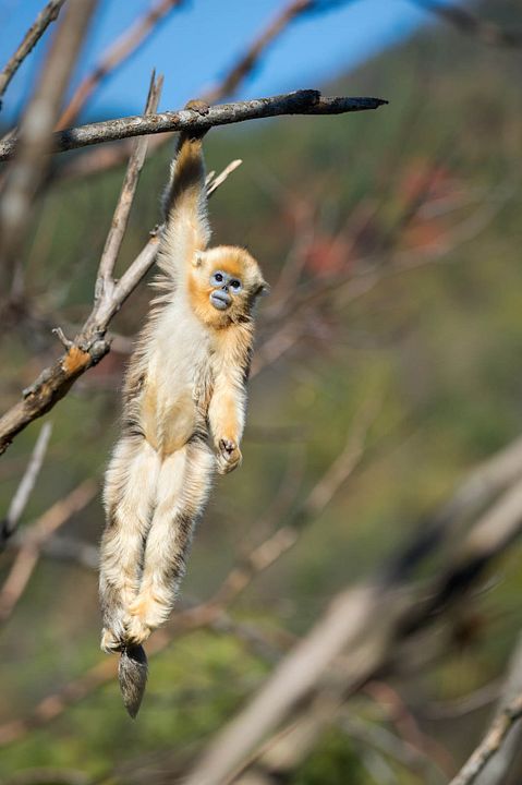 Nacidos en China : Foto