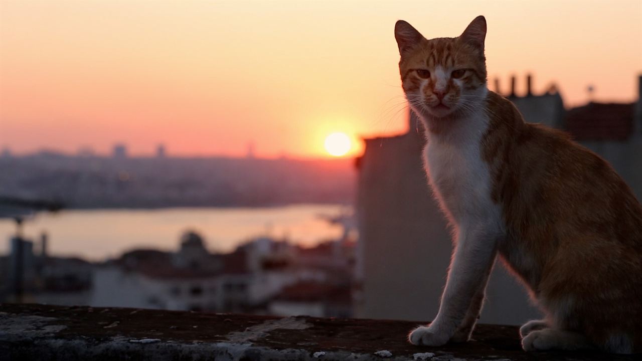 Kedi (Gatos de Estambul) : Foto