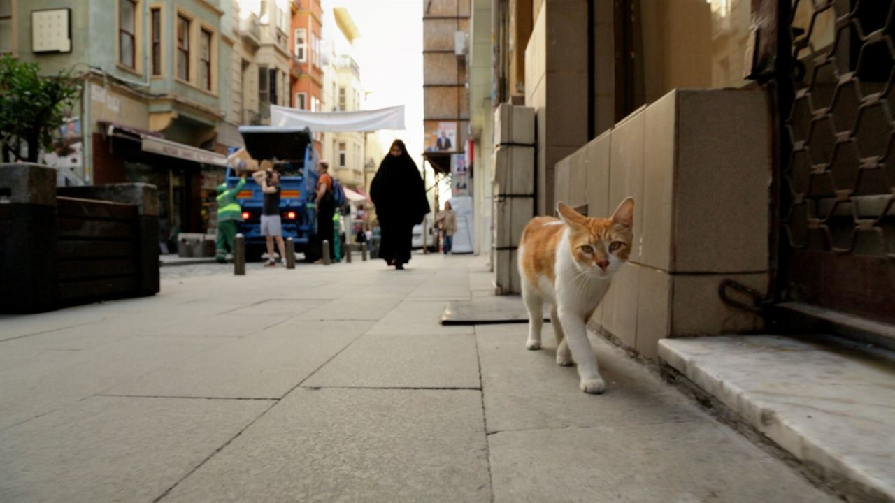 Kedi (Gatos de Estambul) : Foto