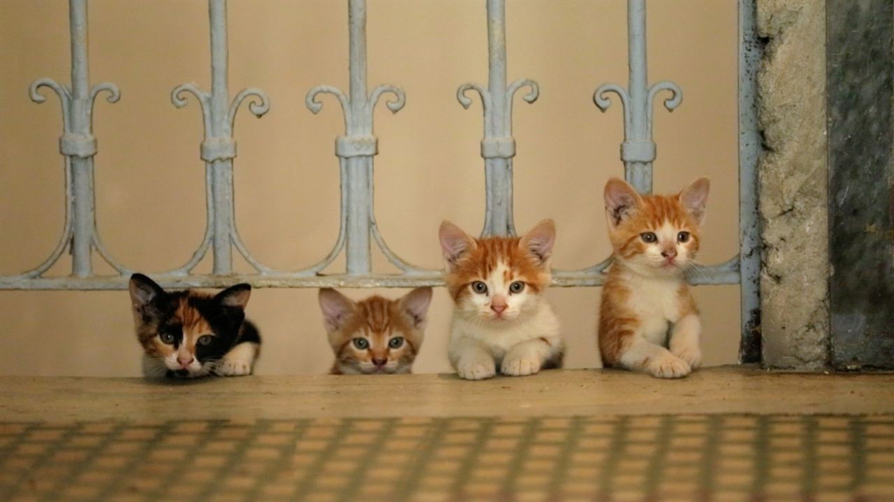 Kedi (Gatos de Estambul) : Foto