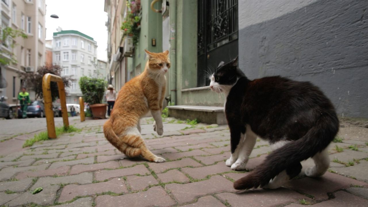 Kedi (Gatos de Estambul) : Foto