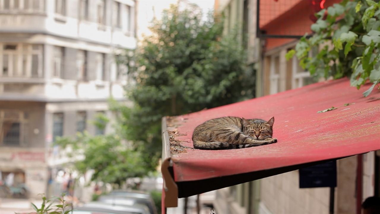 Kedi (Gatos de Estambul) : Foto