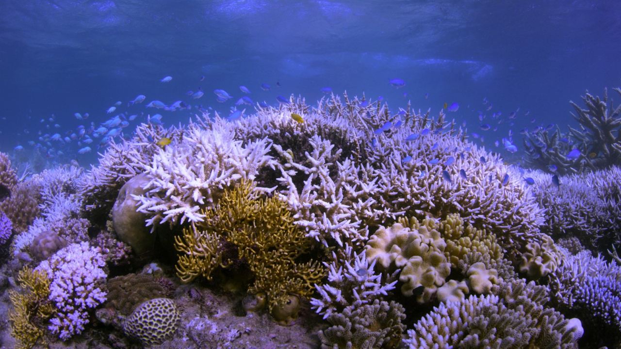 En busca del coral : Foto