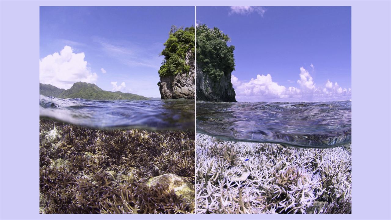 En busca del coral : Foto