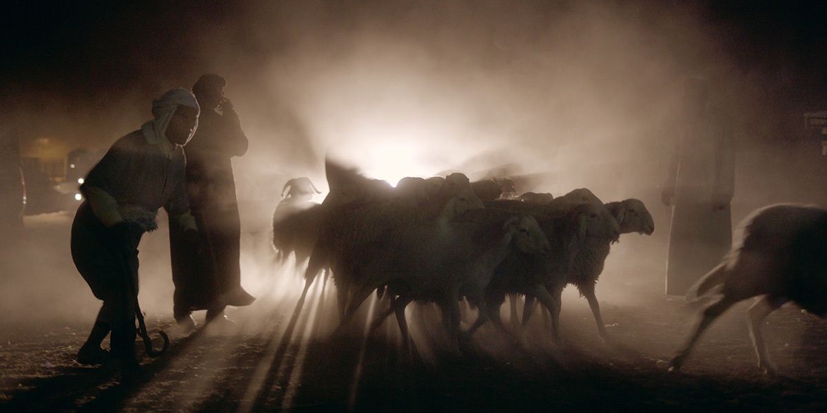 Ovejas y hombres : Foto