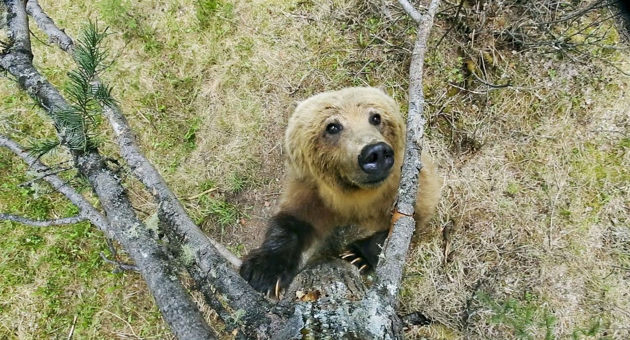 Earth: One Amazing Day : Foto