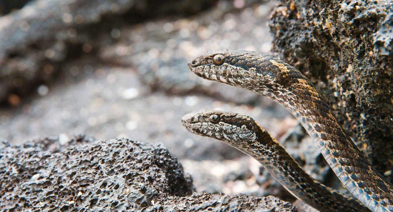 Earth: One Amazing Day : Foto