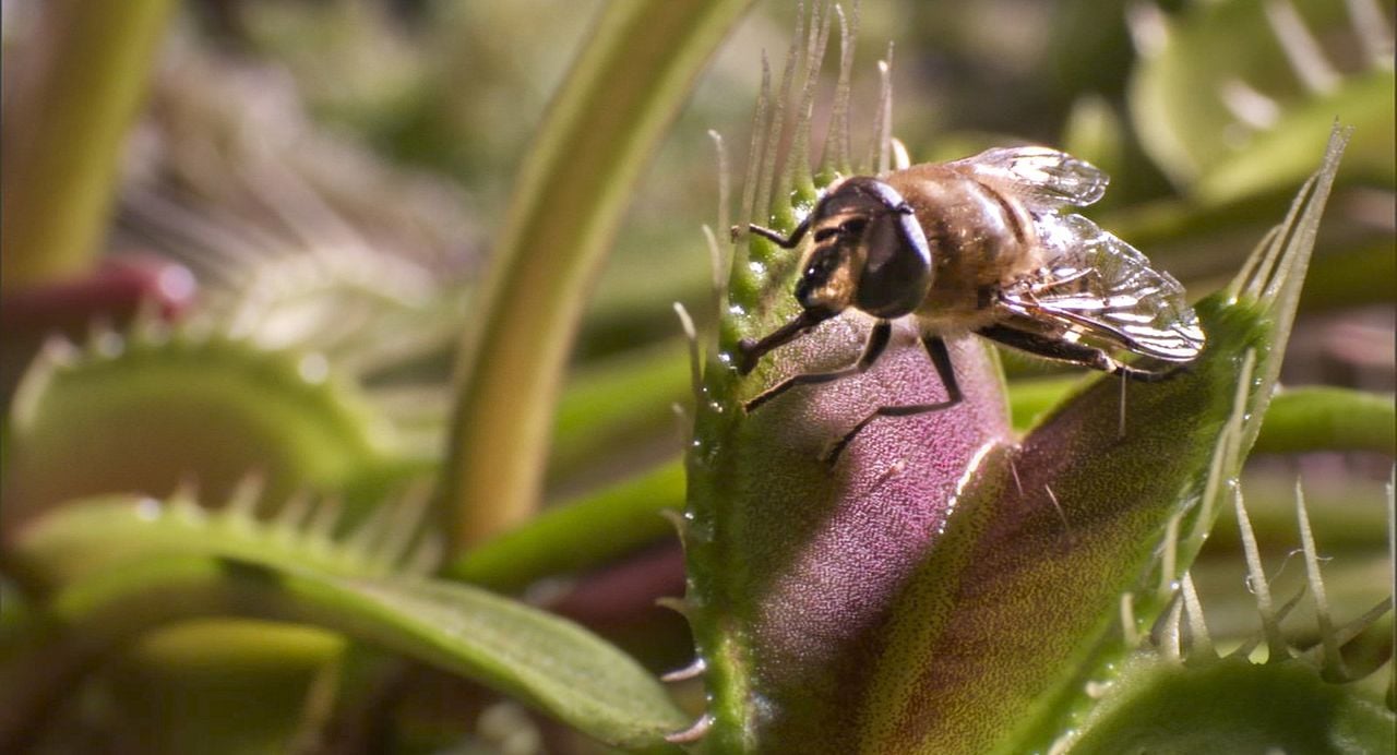 Earth: One Amazing Day : Foto