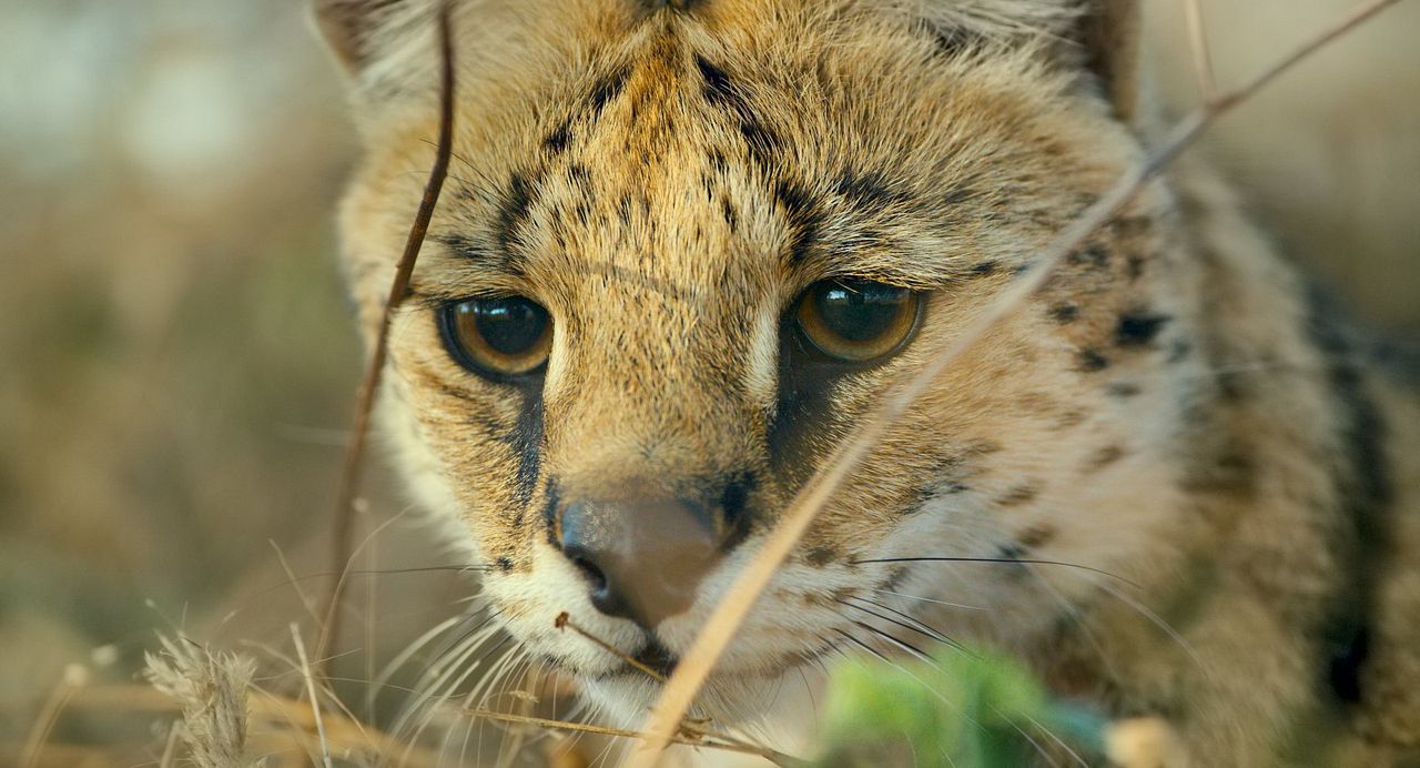 Earth: One Amazing Day : Foto