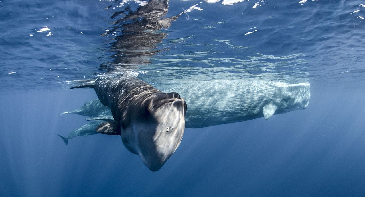 Earth: One Amazing Day : Foto