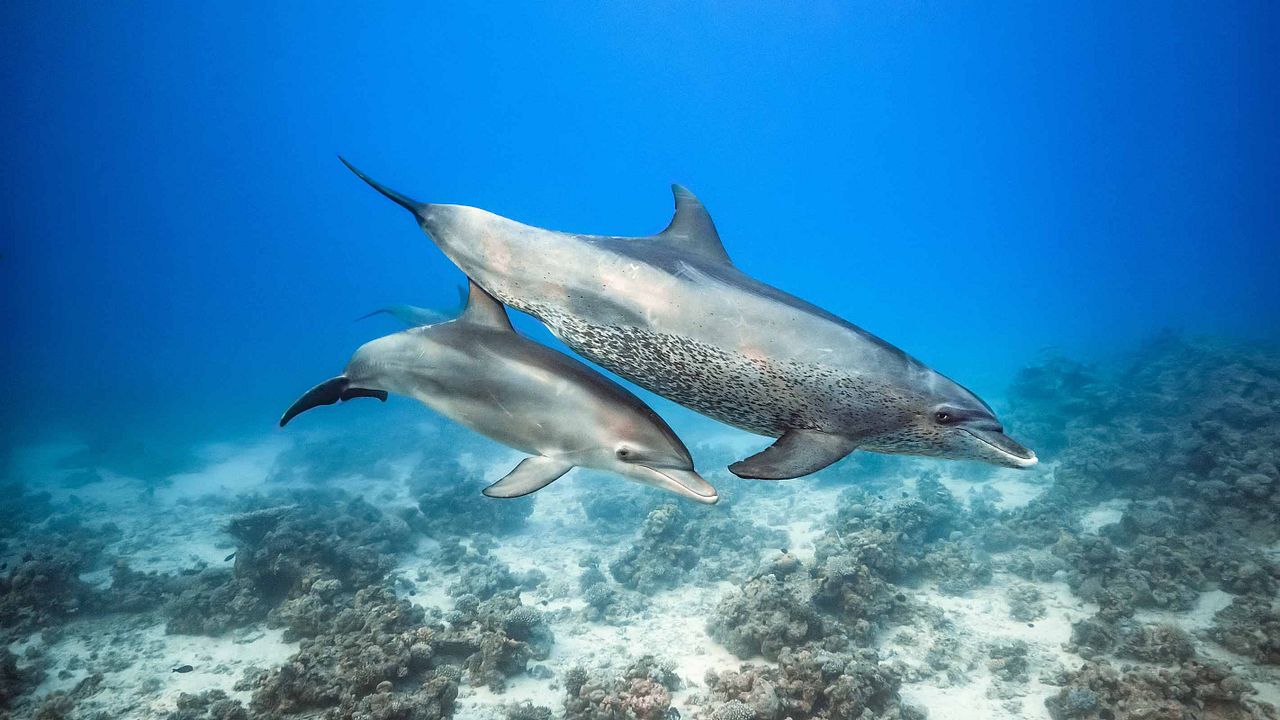 Delfines: La vida en el arrecife : Foto