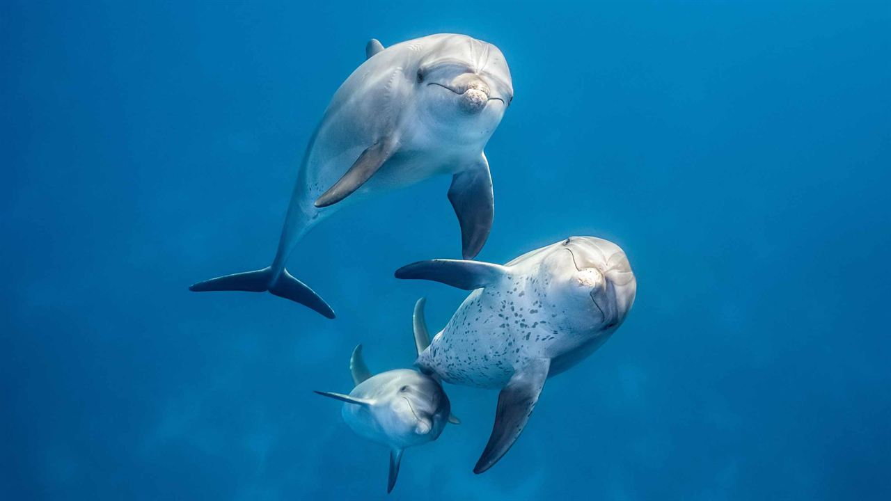 Delfines: La vida en el arrecife : Foto