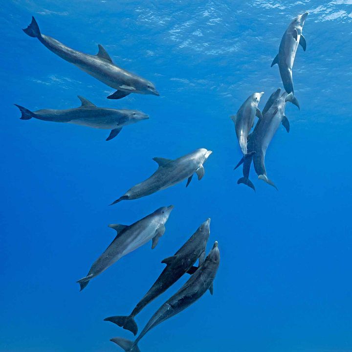 Delfines: La vida en el arrecife : Foto
