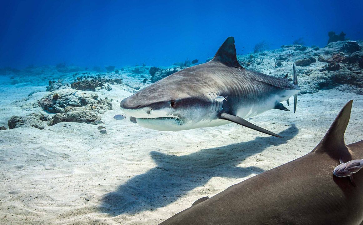 Delfines: La vida en el arrecife : Foto