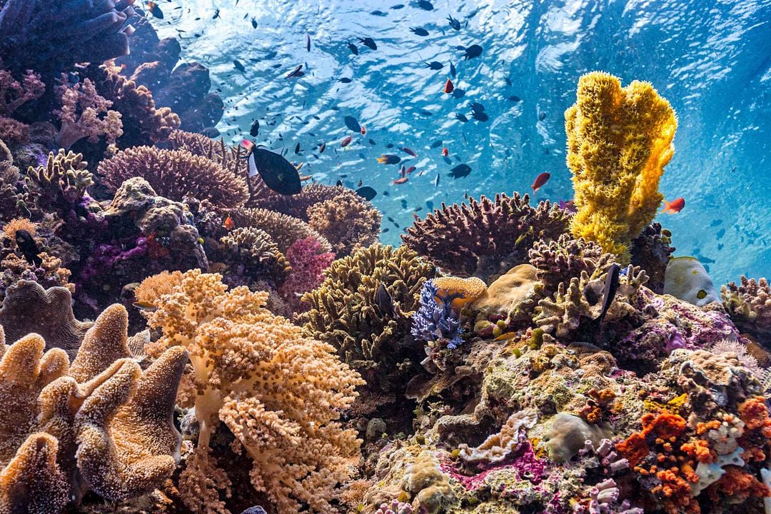 Delfines: La vida en el arrecife : Foto