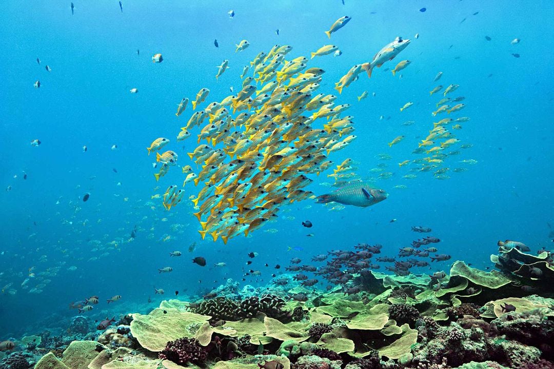 Delfines: La vida en el arrecife : Foto