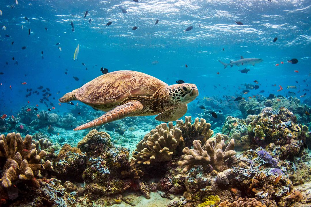 Delfines: La vida en el arrecife : Foto