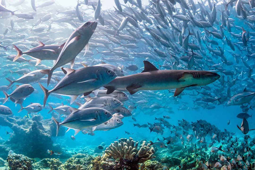 Delfines: La vida en el arrecife : Foto