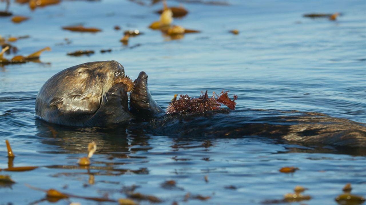 Oceans: Our Blue Planet : Foto