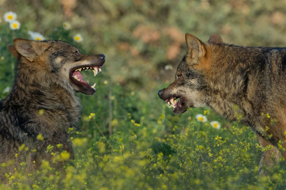 Barbacana, la huella del lobo : Foto