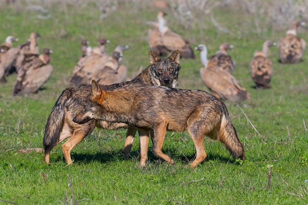 Barbacana, la huella del lobo : Foto