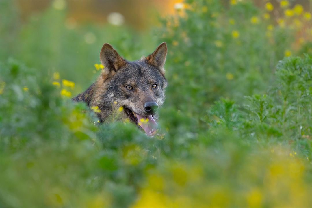 Barbacana, la huella del lobo : Foto