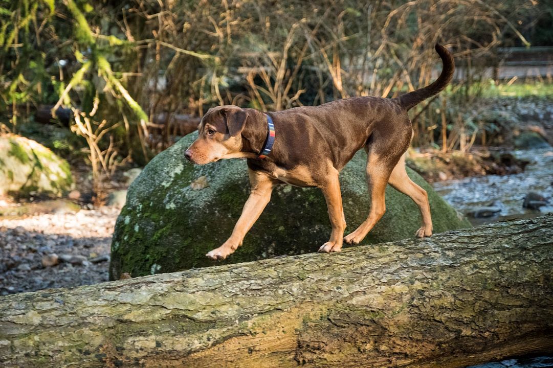 Uno más de la familia : Foto