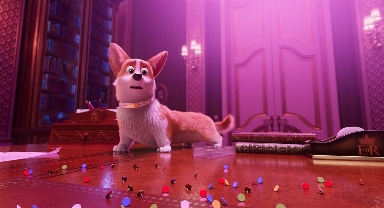 Corgi, las mascotas de la reina : Foto