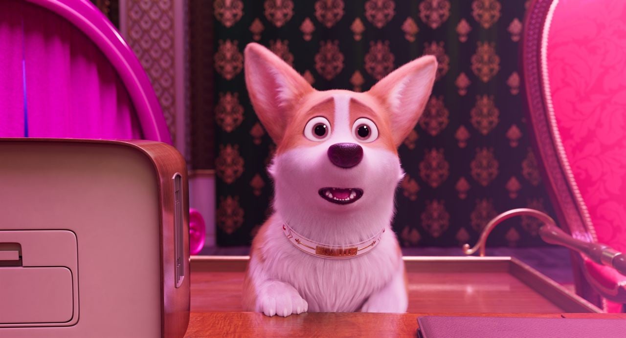 Corgi, las mascotas de la reina : Foto