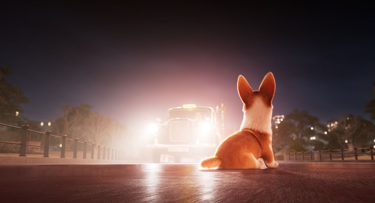 Corgi, las mascotas de la reina : Foto