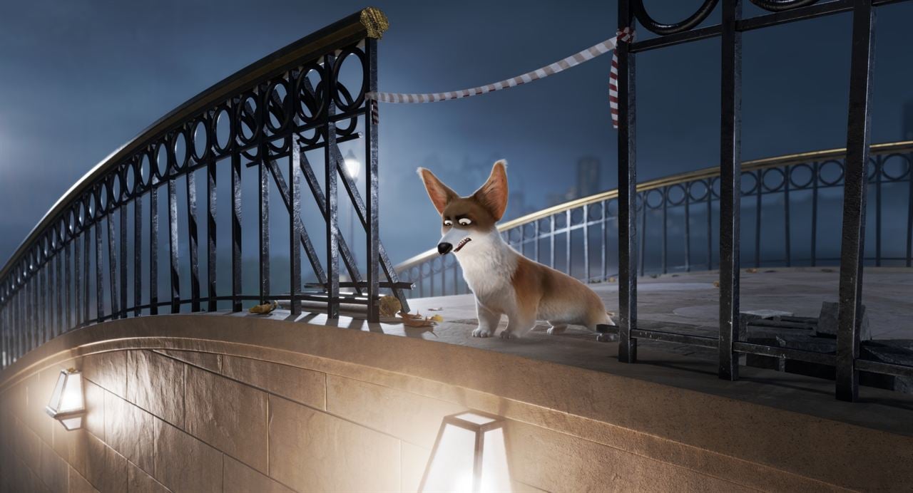 Corgi, las mascotas de la reina : Foto