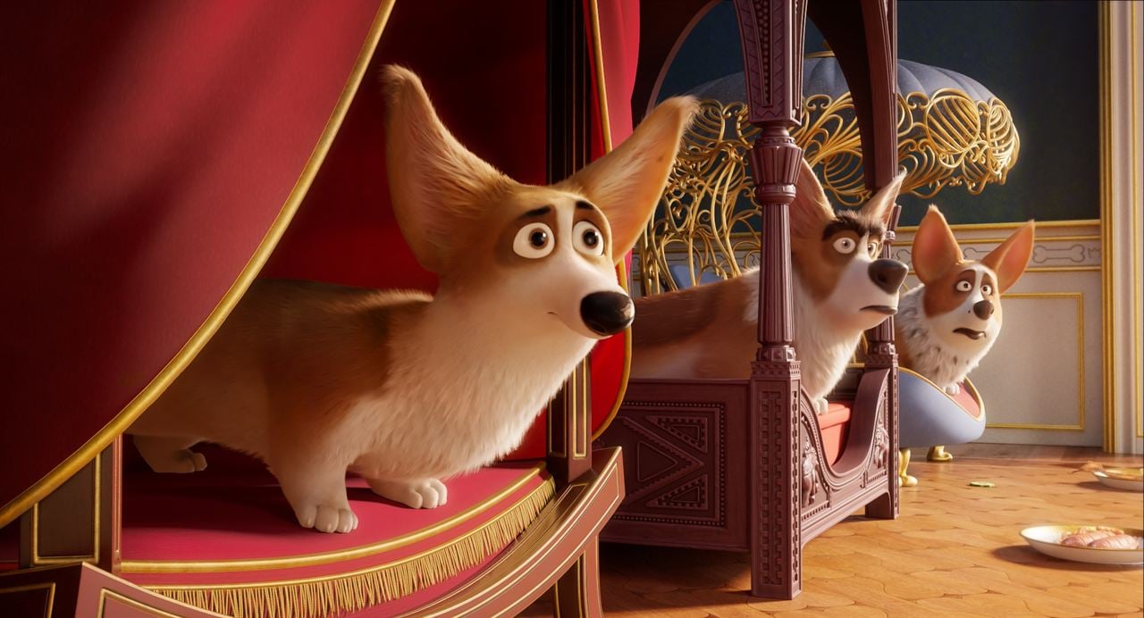 Corgi, las mascotas de la reina : Foto