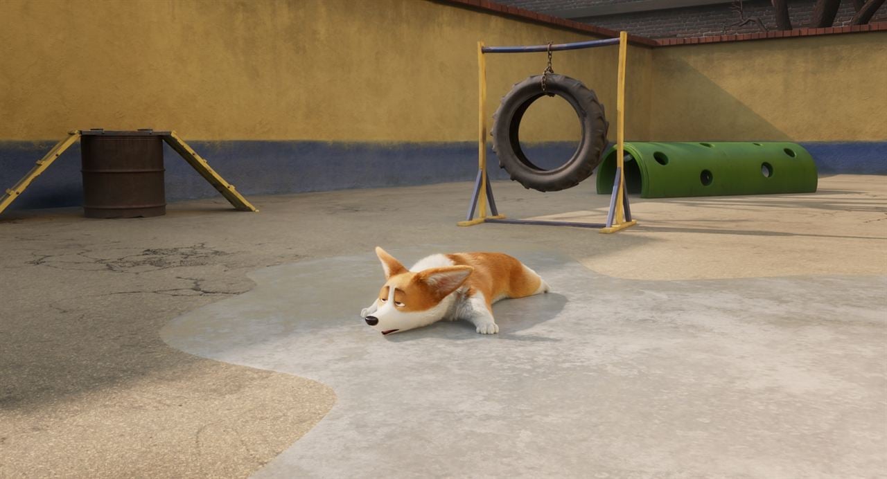 Corgi, las mascotas de la reina : Foto