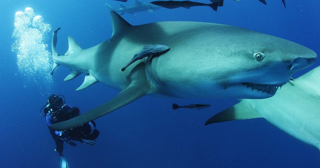 Sharkwater Extinction : Foto