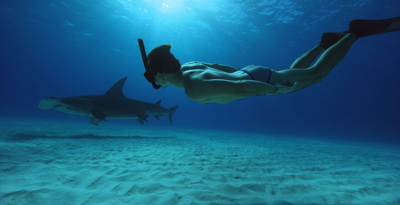 Sharkwater Extinction : Foto