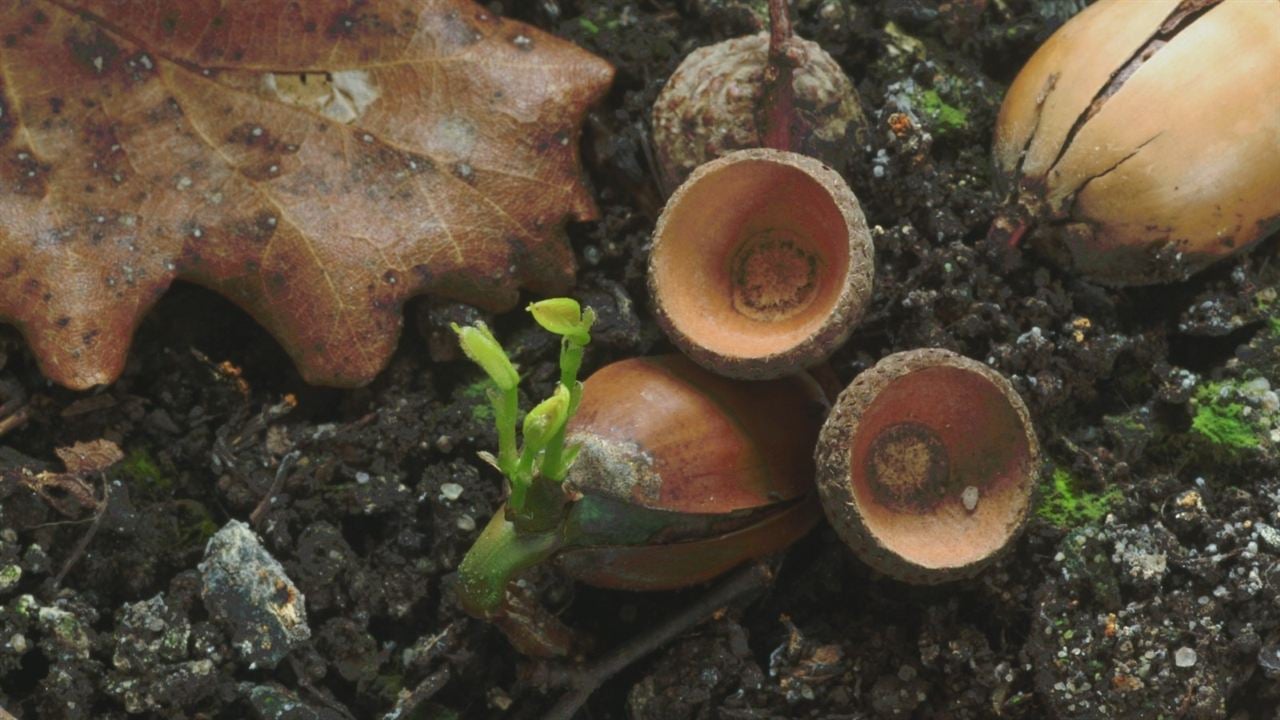 La vida secreta de los árboles : Foto