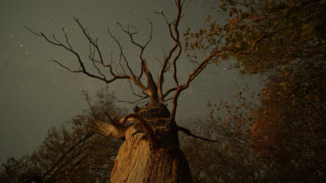 La vida secreta de los árboles : Foto