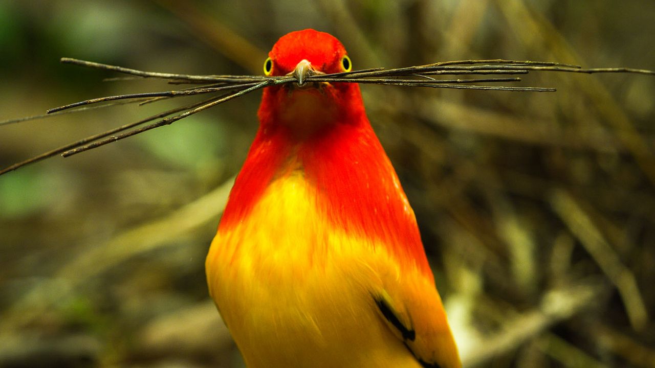 Bailando con los pájaros : Foto