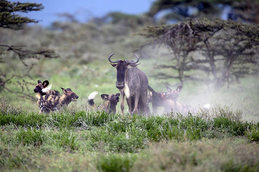 Nuestro planeta : Cartel
