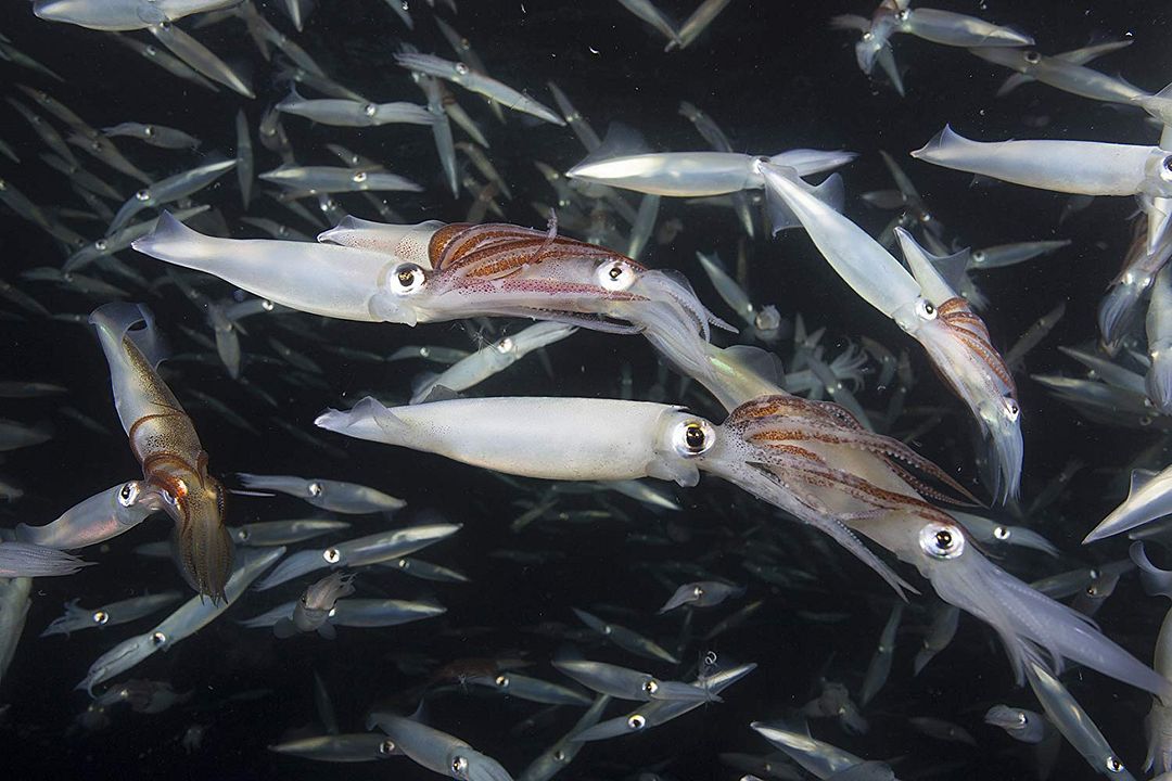 Nuestro planeta : Cartel