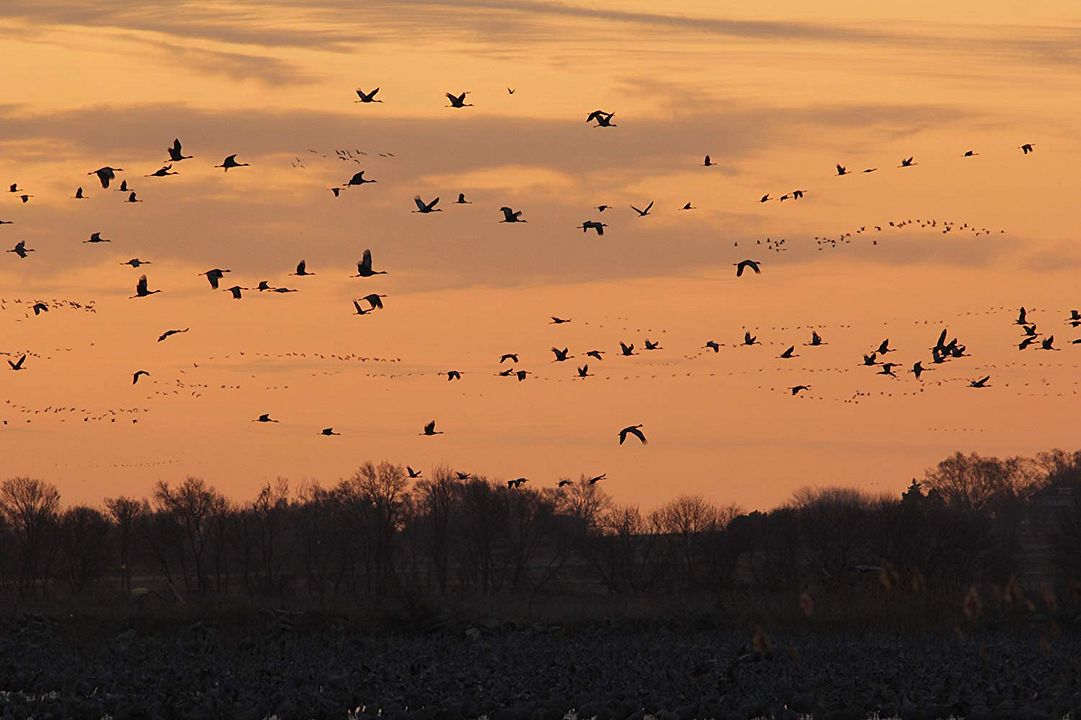 Nuestro planeta : Cartel