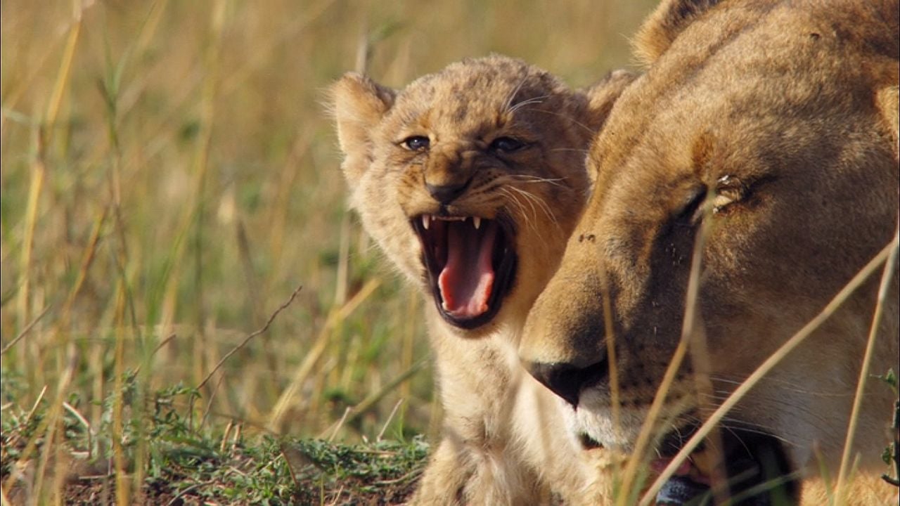 Crecer en la naturaleza : Foto