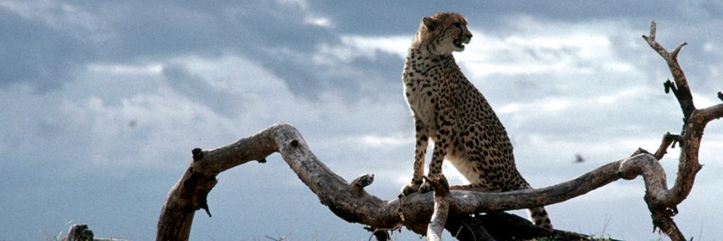 Cheetah, una aventura en la selva : Foto