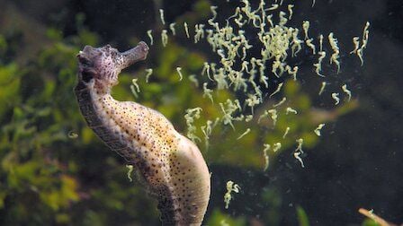 Un planeta absurdo : Foto