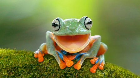 Un planeta absurdo : Foto