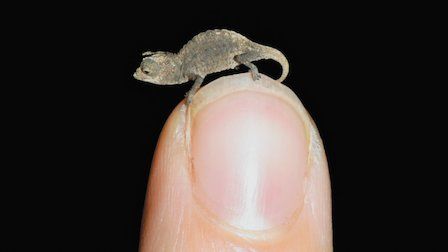 Un planeta absurdo : Foto