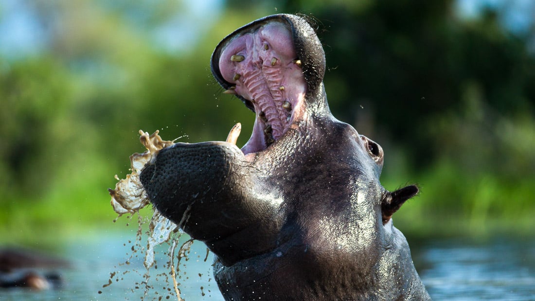 Okavango: River Of Dreams : Foto